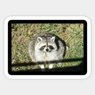 Fat Raccoon Sticker